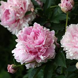 Peony Double Pink