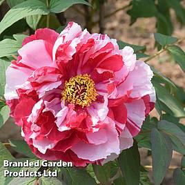 Tree Peony Shima Nishiki