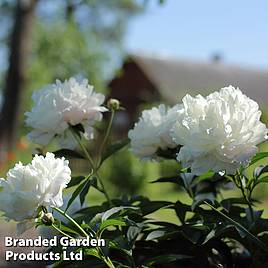 Tree Peony Xue Ta