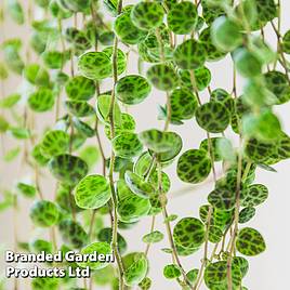 Peperomia prostrata (String of Turtles)