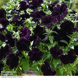 Petunia Easy Wave Navy Velour