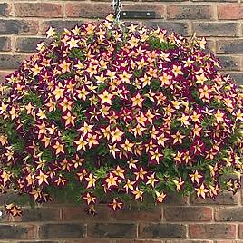 Petunia Surfinia Star Burgundy