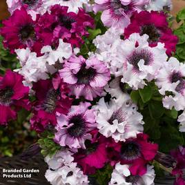 Petunia Superbissima Triumph Mix