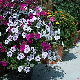 Petunia Tidal Wave Improved