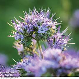 Phacelia Lacy - Seeds for Pollinators