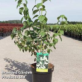 Philadelphus Bouquet Blanc