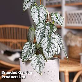 Philodendron brandtianum Brandi