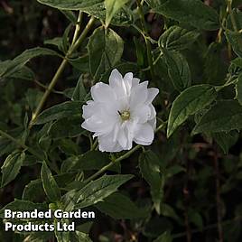 Philadelphus Frosty Morn