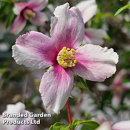 Philadelphus Petite Perfume Pink