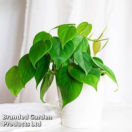 Philodendron scandens