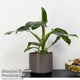 Philodendron erubescens White Knight