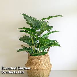 Philodendron Xanadu