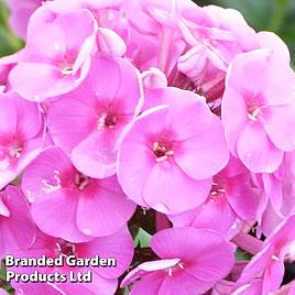 Phlox paniculata Cosmopolitan