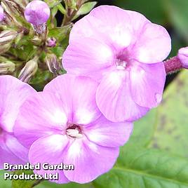 Phlox paniculata Lilac Flame