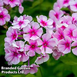 Phlox paniculata Bright Eyes