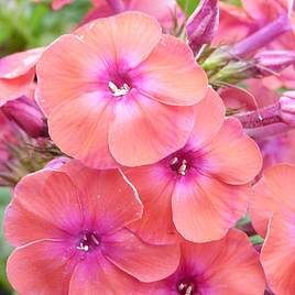 Phlox paniculata Coral Flame