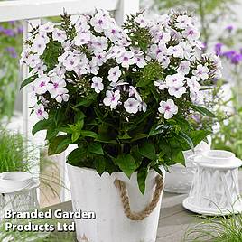 Phlox paniculata Famous White Eye