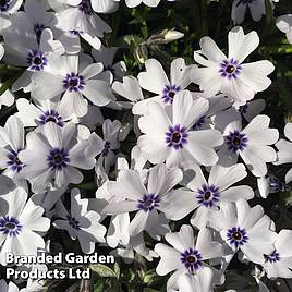 Phlox Pharao Blue Eye