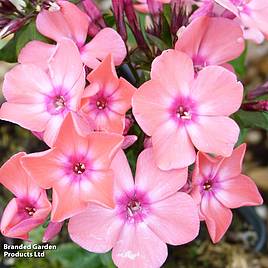 Phlox paniculata Pink Eye Flame