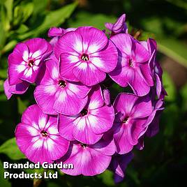 Phlox paniculata Purple Eye Flame