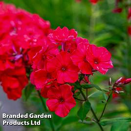 Phlox paniculata x arendsii Miss Mary