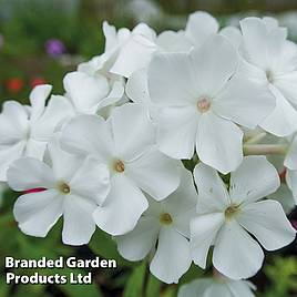 Phlox paniculata Rembrandt