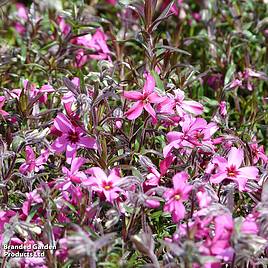 Phlox douglasii Rosea