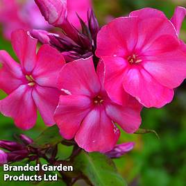 Phlox paniculata Tenor