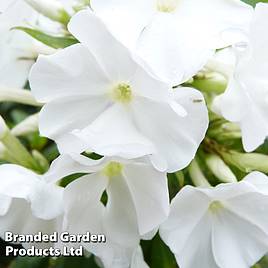 Phlox paniculata White Flame