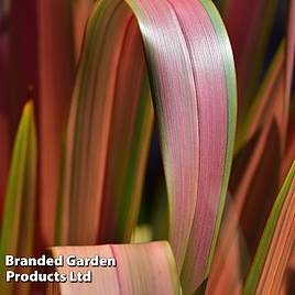 Phormium Jester