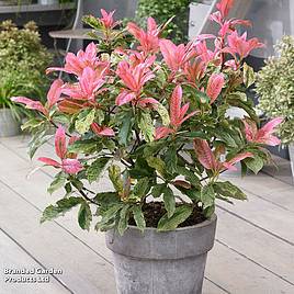 Photinia Pink Crispy