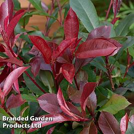 Photinia x fraseri Red Robin (Hedging)