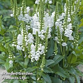 Physostegia virginiana Crystal Peak White