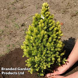 Picea glauca Biesenthaler Fruhling