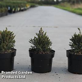 Picea glauca Blue Planet