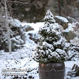 Picea glauca Conica