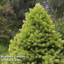 Picea glauca var. albertiana J.W. Daisys White