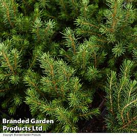 Picea glauca Conica December