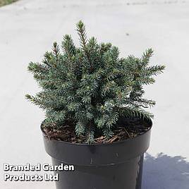 Picea abies Echiniformis