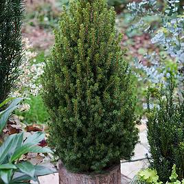 Picea glauca Perfecta