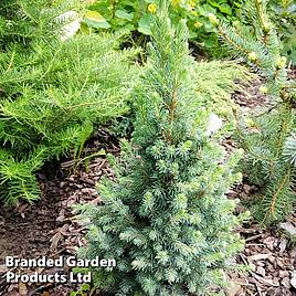 Picea glauca Sanders Blue