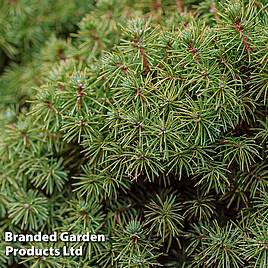 Picea abies Tompa