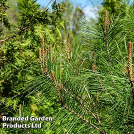 Pinus densiflora Alice Verkade