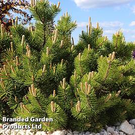 Pinus mugo Benjamin