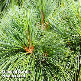 Pinus strobus Blue Shag