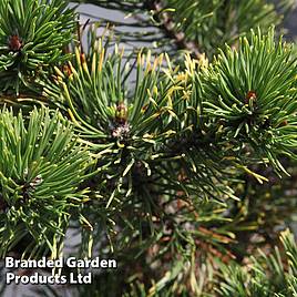 Pinus mugo Carstens Wintergold