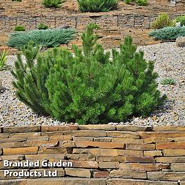 Pinus heldreichii Compact Gem