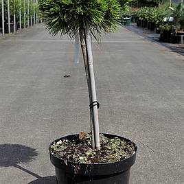 Pinus densiflora Low Glow