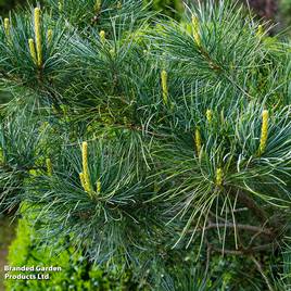 Pinus parviflora Glauca