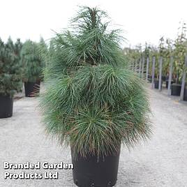 Pinus wallichiana